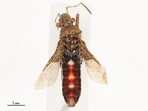  ( - CBG-B02553-D01)  @11 [ ] CreativeCommons - Attribution Share - Alike (2025) CBG Photography Group Centre for Biodiversity Genomics