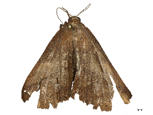  ( - CBG-B02558-B09)  @11 [ ] CreativeCommons - Attribution Share - Alike (2025) CBG Photography Group Centre for Biodiversity Genomics