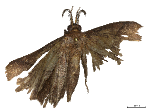  ( - CBG-B02558-B12)  @11 [ ] CreativeCommons - Attribution Share - Alike (2025) CBG Photography Group Centre for Biodiversity Genomics