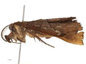  ( - CBG-B02558-C07)  @11 [ ] CreativeCommons - Attribution Share - Alike (2025) CBG Photography Group Centre for Biodiversity Genomics