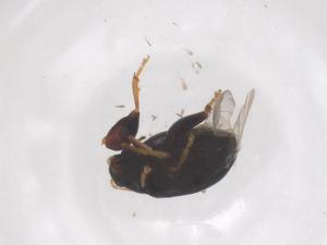  ( - CBG-B02811-D03)  @11 [ ] CreativeCommons - Attribution Share - Alike (2025) Centre for Biodiversity Genomics Centre for Biodiversity Genomics