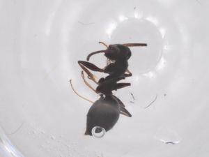  ( - CBG-B03079-G10)  @11 [ ] CreativeCommons - Attribution Share - Alike (2025) Centre for Biodiversity Genomics Centre for Biodiversity Genomics