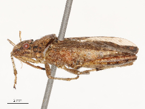  ( - CBG-B03148-B07)  @11 [ ] CreativeCommons - Attribution Share - Alike (2025) CBG Photography Group Centre for Biodiversity Genomics