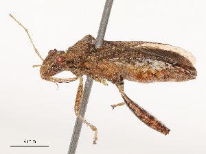  ( - CBG-B03148-B08)  @11 [ ] CreativeCommons - Attribution Share - Alike (2025) CBG Photography Group Centre for Biodiversity Genomics