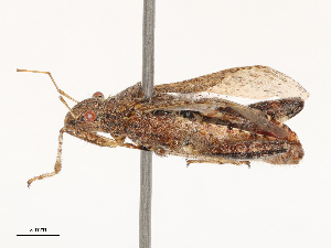  ( - CBG-B03148-C10)  @11 [ ] CreativeCommons - Attribution Share - Alike (2025) CBG Photography Group Centre for Biodiversity Genomics