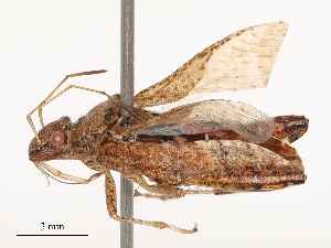  ( - CBG-B03148-E01)  @11 [ ] CreativeCommons - Attribution Share - Alike (2025) CBG Photography Group Centre for Biodiversity Genomics
