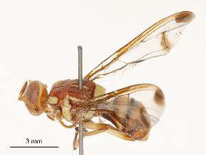  ( - CBG-B03148-G10)  @11 [ ] CreativeCommons - Attribution Share - Alike (2025) CBG Photography Group Centre for Biodiversity Genomics