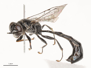  ( - CBG-B03149-D11)  @11 [ ] CreativeCommons - Attribution Share - Alike (2025) CBG Photography Group Centre for Biodiversity Genomics