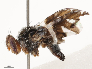  ( - CBG-B03150-E07)  @11 [ ] CreativeCommons - Attribution Share - Alike (2025) CBG Photography Group Centre for Biodiversity Genomics