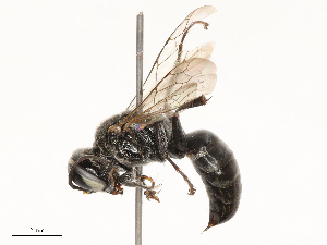  ( - CBG-B03150-G08)  @11 [ ] CreativeCommons - Attribution Share - Alike (2025) CBG Photography Group Centre for Biodiversity Genomics