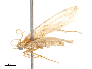  ( - CBG-B03152-B06)  @11 [ ] CreativeCommons - Attribution Share - Alike (2025) CBG Photography Group Centre for Biodiversity Genomics