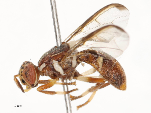  ( - CBG-B03153-E02)  @11 [ ] CreativeCommons - Attribution Share - Alike (2025) CBG Photography Group Centre for Biodiversity Genomics