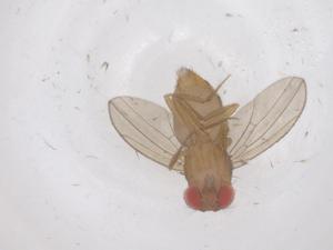  ( - CBG-B03176-A09)  @11 [ ] CreativeCommons - Attribution Share - Alike (2025) Centre for Biodiversity Genomics Centre for Biodiversity Genomics