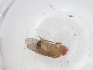  ( - CBG-B03177-D10)  @11 [ ] CreativeCommons - Attribution Share - Alike (2025) Centre for Biodiversity Genomics Centre for Biodiversity Genomics