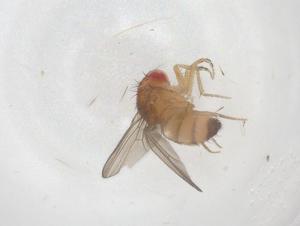  ( - CBG-B03184-A06)  @11 [ ] CreativeCommons - Attribution Share - Alike (2025) Centre for Biodiversity Genomics Centre for Biodiversity Genomics