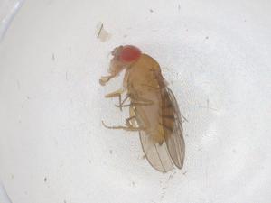  ( - CBG-B03498-E11)  @11 [ ] CreativeCommons - Attribution Share - Alike (2025) Centre for Biodiversity Genomics Centre for Biodiversity Genomics