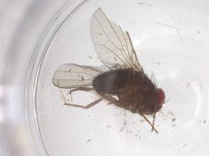  (Drosophila hirtipes - CBG-B03518-H10)  @11 [ ] CreativeCommons - Attribution Share - Alike (2025) Centre for Biodiversity Genomics Centre for Biodiversity Genomics