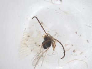  ( - CBG-B03520-E08)  @11 [ ] CreativeCommons - Attribution Share - Alike (2025) Centre for Biodiversity Genomics Centre for Biodiversity Genomics