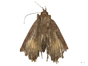  ( - CBG-B04789-C09)  @11 [ ] CreativeCommons - Attribution Share - Alike (2025) CBG Photography Group Centre for Biodiversity Genomics