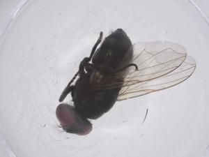  ( - CBG-B07033-F07)  @11 [ ] CreativeCommons - Attribution Share - Alike (2025) Centre for Biodiversity Genomics Centre for Biodiversity Genomics