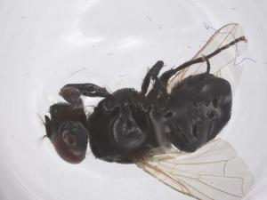  ( - CBG-B07033-H11)  @11 [ ] CreativeCommons - Attribution Share - Alike (2025) Centre for Biodiversity Genomics Centre for Biodiversity Genomics