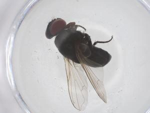  ( - CBG-B07034-D04)  @11 [ ] CreativeCommons - Attribution Share - Alike (2025) Centre for Biodiversity Genomics Centre for Biodiversity Genomics