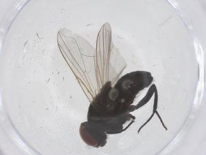  ( - CBG-B07034-E11)  @11 [ ] CreativeCommons - Attribution Share - Alike (2025) Centre for Biodiversity Genomics Centre for Biodiversity Genomics