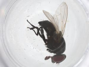  ( - CBG-B07034-H05)  @11 [ ] CreativeCommons - Attribution Share - Alike (2025) Centre for Biodiversity Genomics Centre for Biodiversity Genomics