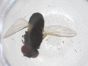  ( - CBG-B07420-F04)  @11 [ ] CreativeCommons - Attribution Share - Alike (2025) Centre for Biodiversity Genomics Centre for Biodiversity Genomics