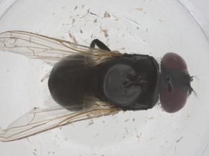  ( - CBG-B07423-D02)  @11 [ ] CreativeCommons - Attribution Share - Alike (2025) Centre for Biodiversity Genomics Centre for Biodiversity Genomics