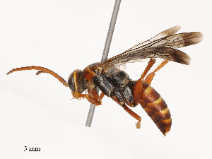  (Episyron ferruginosus - CBG-B07460-C04)  @11 [ ] CreativeCommons - Attribution Share - Alike (2025) CBG Photography Group Centre for Biodiversity Genomics