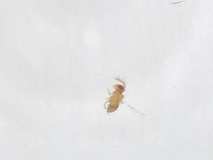  ( - CBG-B19121-A05)  @11 [ ] CreativeCommons - Attribution Share - Alike (2025) Centre for Biodiversity Genomics Centre for Biodiversity Genomics