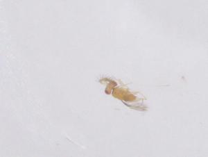  ( - CBG-B19123-B08)  @11 [ ] CreativeCommons - Attribution Share - Alike (2025) Centre for Biodiversity Genomics Centre for Biodiversity Genomics