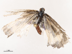  ( - CBG-B19180-A04)  @11 [ ] CreativeCommons - Attribution Share - Alike (2025) CBG Photography Group Centre for Biodiversity Genomics