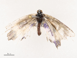  ( - CBG-B19180-A07)  @11 [ ] CreativeCommons - Attribution Share - Alike (2025) CBG Photography Group Centre for Biodiversity Genomics