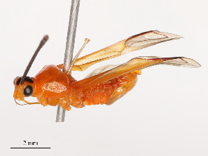  (Helopeltis schoutedeni - CBG-B19181-A12)  @11 [ ] CreativeCommons - Attribution Share - Alike (2025) CBG Photography Group Centre for Biodiversity Genomics