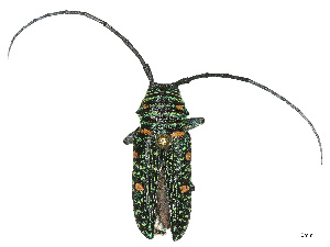  ( - CBG-B19181-B05)  @11 [ ] CreativeCommons - Attribution Share - Alike (2025) CBG Photography Group Centre for Biodiversity Genomics