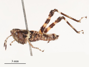  ( - CBG-B19181-D05)  @11 [ ] CreativeCommons - Attribution Share - Alike (2025) CBG Photography Group Centre for Biodiversity Genomics