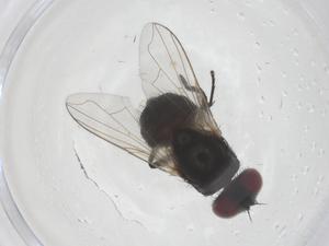  ( - CBG-B20616-A06)  @11 [ ] CreativeCommons - Attribution Share - Alike (2025) Centre for Biodiversity Genomics Centre for Biodiversity Genomics