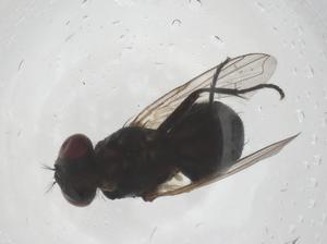  ( - CBG-B20616-A08)  @11 [ ] CreativeCommons - Attribution Share - Alike (2025) Centre for Biodiversity Genomics Centre for Biodiversity Genomics