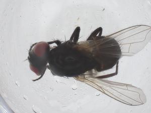  ( - CBG-B20616-E10)  @11 [ ] CreativeCommons - Attribution Share - Alike (2025) Centre for Biodiversity Genomics Centre for Biodiversity Genomics