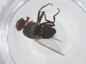  ( - CBG-B20792-F02)  @11 [ ] CreativeCommons - Attribution Share - Alike (2025) Centre for Biodiversity Genomics Centre for Biodiversity Genomics