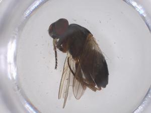  ( - CBG-B20794-G08)  @11 [ ] CreativeCommons - Attribution Share - Alike (2025) Centre for Biodiversity Genomics Centre for Biodiversity Genomics