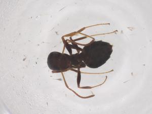  (Lepisiota cacozela - CBG-B23587-G08)  @11 [ ] CreativeCommons - Attribution Share - Alike (2025) Centre for Biodiversity Genomics Centre for Biodiversity Genomics