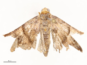  ( - CBG-B03149-G06)  @11 [ ] CreativeCommons - Attribution Share - Alike (2025) CBG Photography Group Centre for Biodiversity Genomics