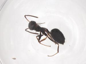  ( - CBG-B03514-H11)  @11 [ ] CreativeCommons - Attribution Share - Alike (2025) Centre for Biodiversity Genomics Centre for Biodiversity Genomics