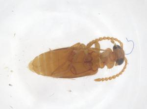  ( - CBG-B15729-H09)  @11 [ ] CreativeCommons - Attribution Share - Alike (2025) Centre for Biodiversity Genomics Centre for Biodiversity Genomics