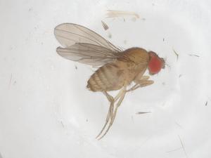  ( - CBG-B15733-F02)  @11 [ ] CreativeCommons - Attribution Share - Alike (2025) Centre for Biodiversity Genomics Centre for Biodiversity Genomics