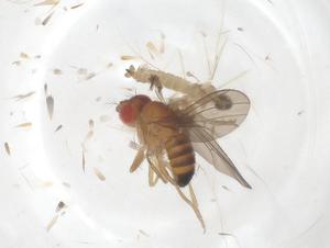  ( - CBG-B15733-H04)  @11 [ ] CreativeCommons - Attribution Share - Alike (2025) Centre for Biodiversity Genomics Centre for Biodiversity Genomics