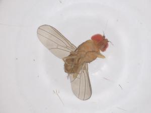  ( - CBG-B15734-C10)  @11 [ ] CreativeCommons - Attribution Share - Alike (2025) Centre for Biodiversity Genomics Centre for Biodiversity Genomics